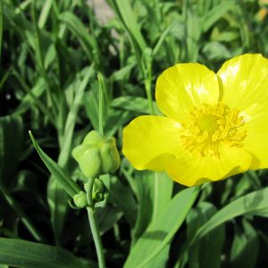 Ranunculus lingua Grandiflorus (Greater spearwort) - Marginal pond plant