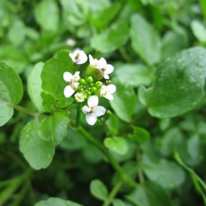 Rorippa nasturtium aquaticum (Water cress) marginal pond plant