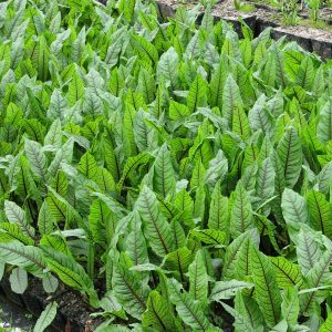 Rumex sanguineus ("Bloodwort Wood Dock") – Marginal Pond Plant