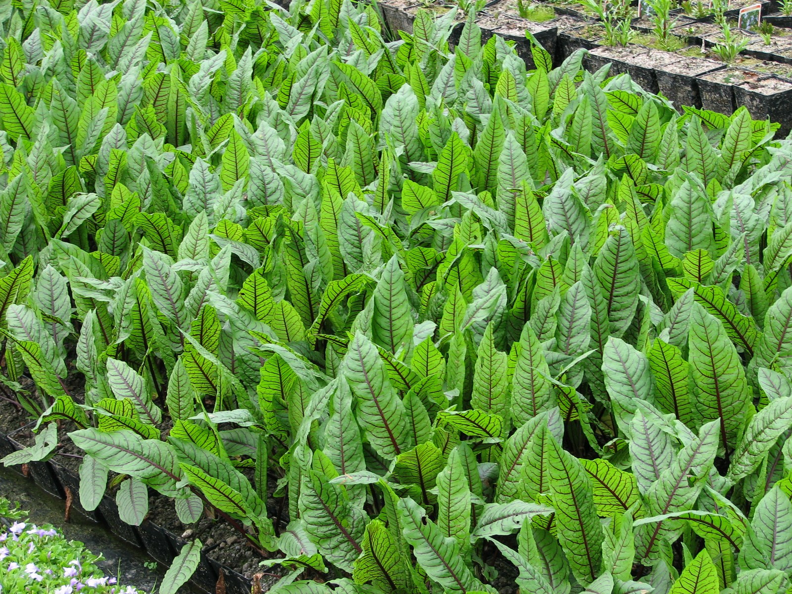 Rumex sanguineus ("Bloodwort Wood Dock") – Marginal Pond Plant