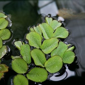 Salvinia-natans-floating-pond-plant