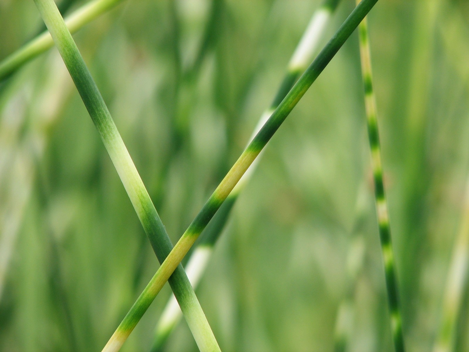 Scirpus-lacustris-tab.-zebrinus