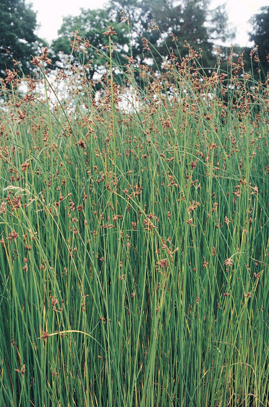 Scirpus lacustris (Club Rush) – Marginal Pond Plant