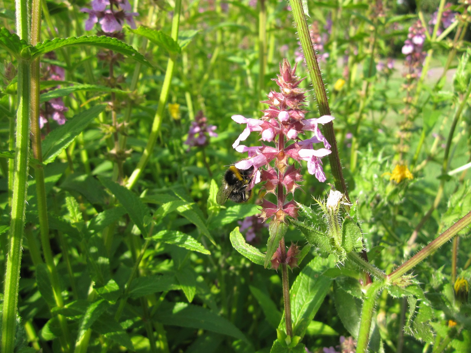 Stachys palustris (Marsh Woundwort) – Marginal Pond Plant