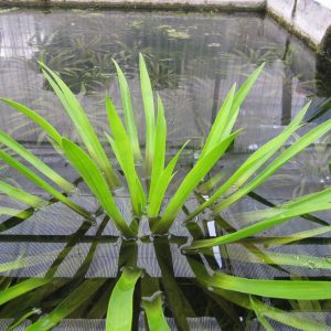 Stratiotes-aloides-floating-pond-plant