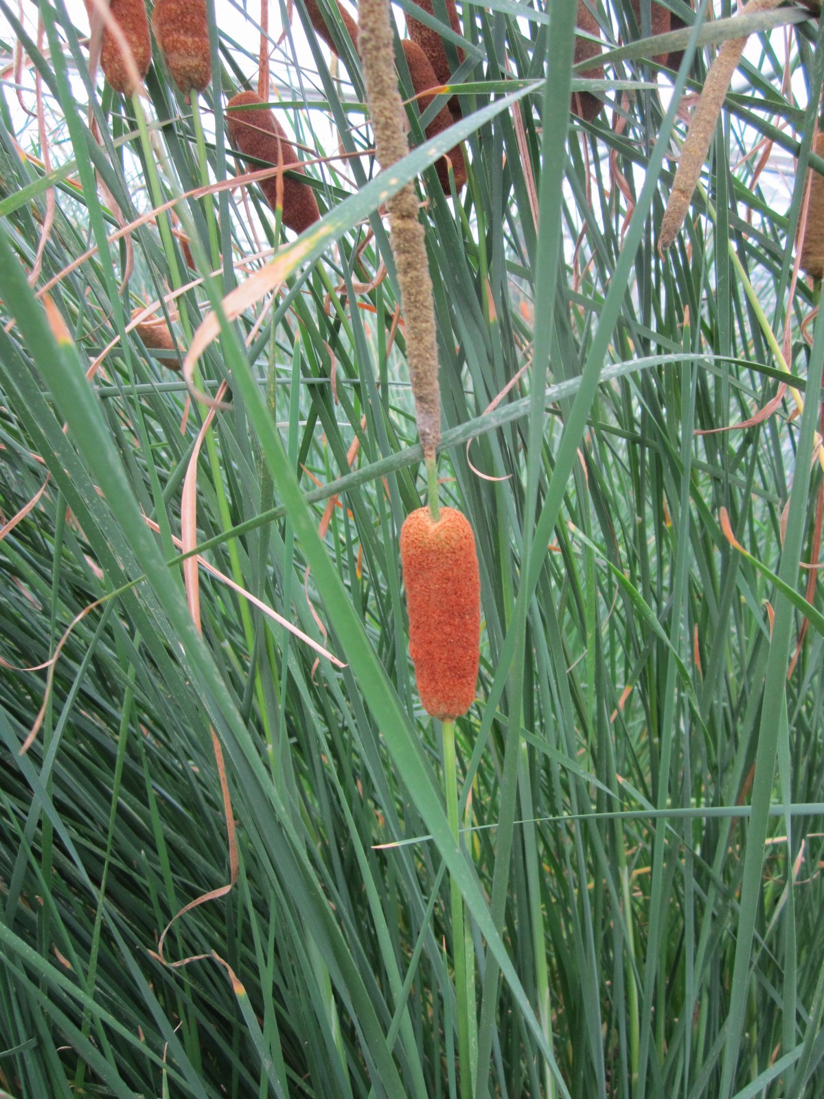 Typha gracilis (Medium Bulrush) – Marginal Pond Plant – UK Grown