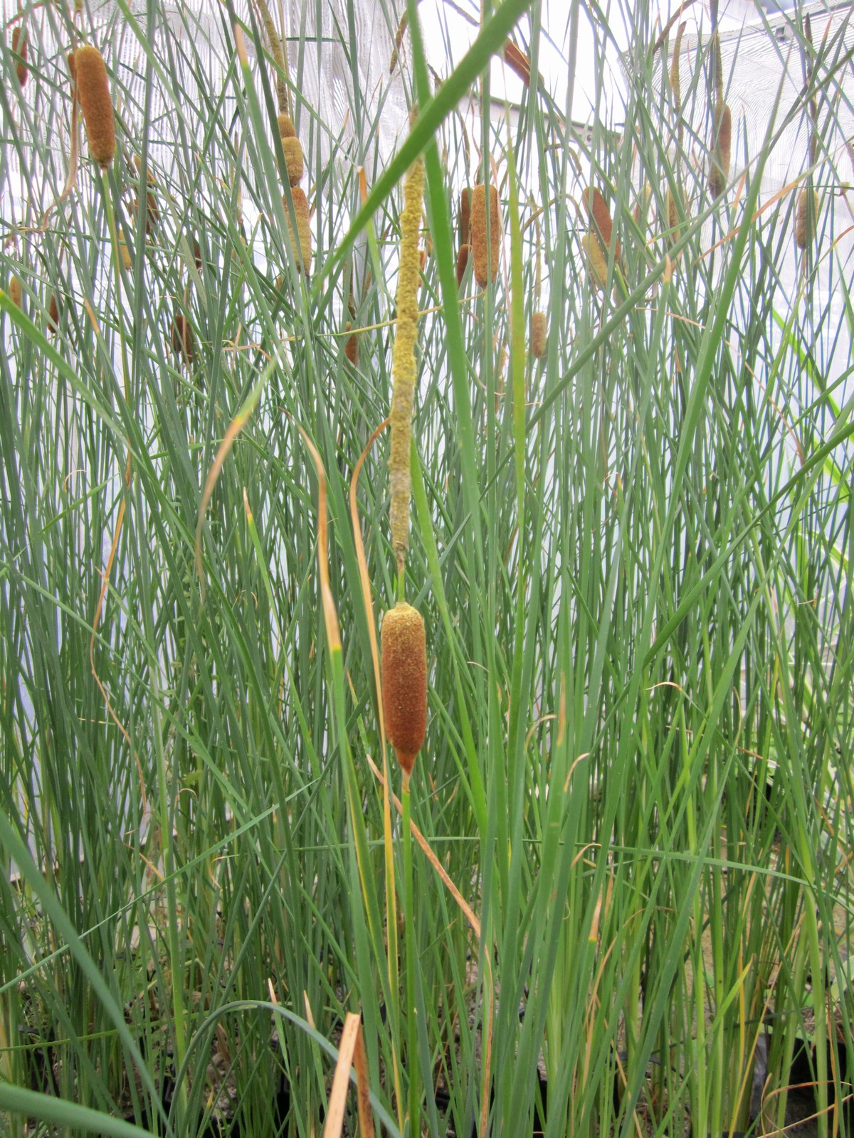 Typha-gracilis
