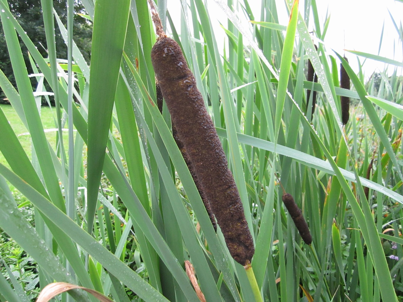 Typha latifolia (Common Bulrush) – Marginal Pond Plant