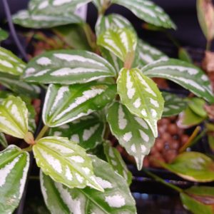 Pilea cadierei Riparium Plant for Aquarium