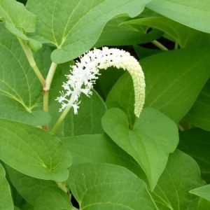 Saururus cernuus (Lizards tail) - Riparium plant