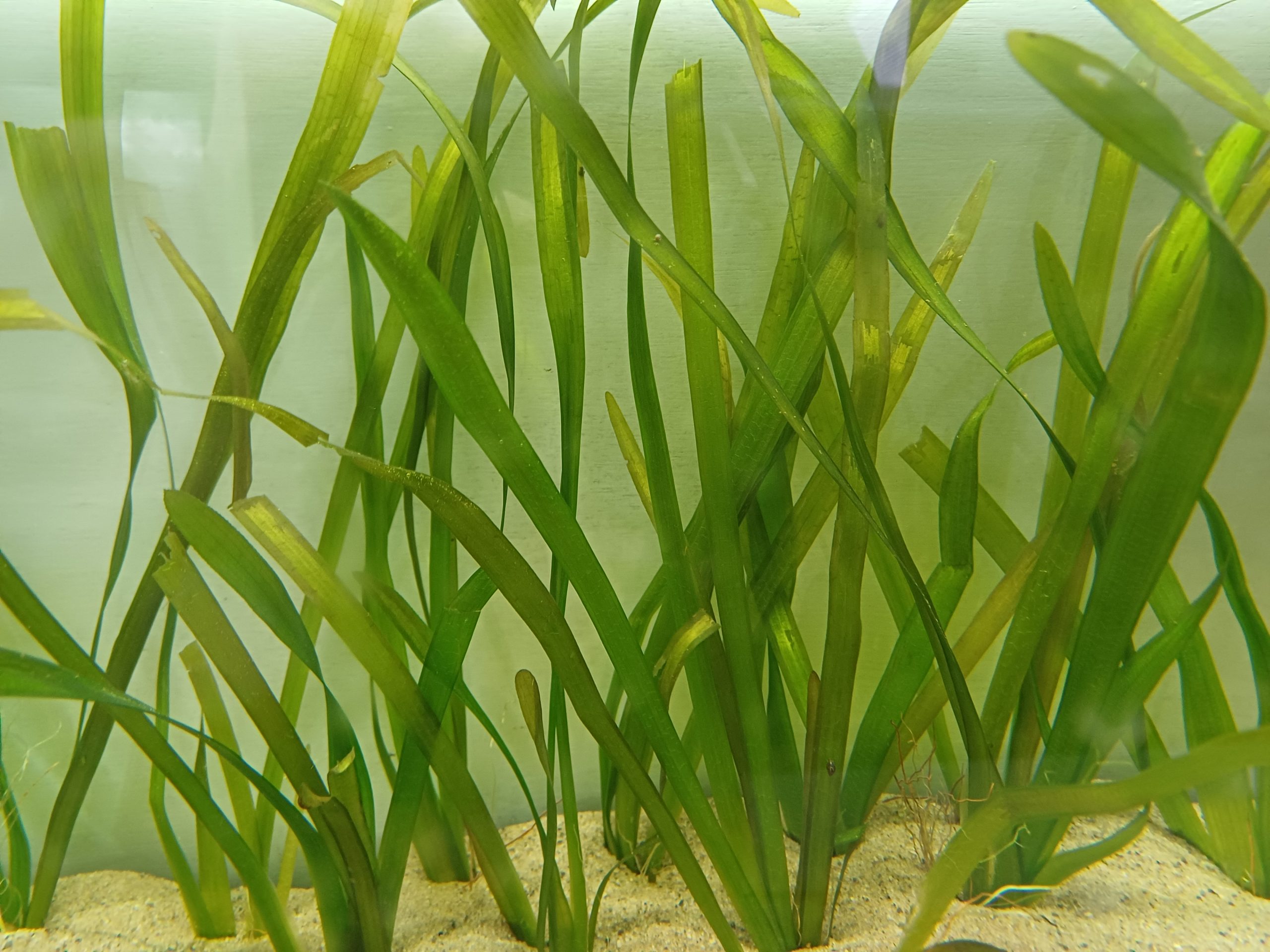 Vallisneria rubra Aquarium Plant