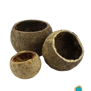 Apple-wood-cup-Aquarium-Botanical