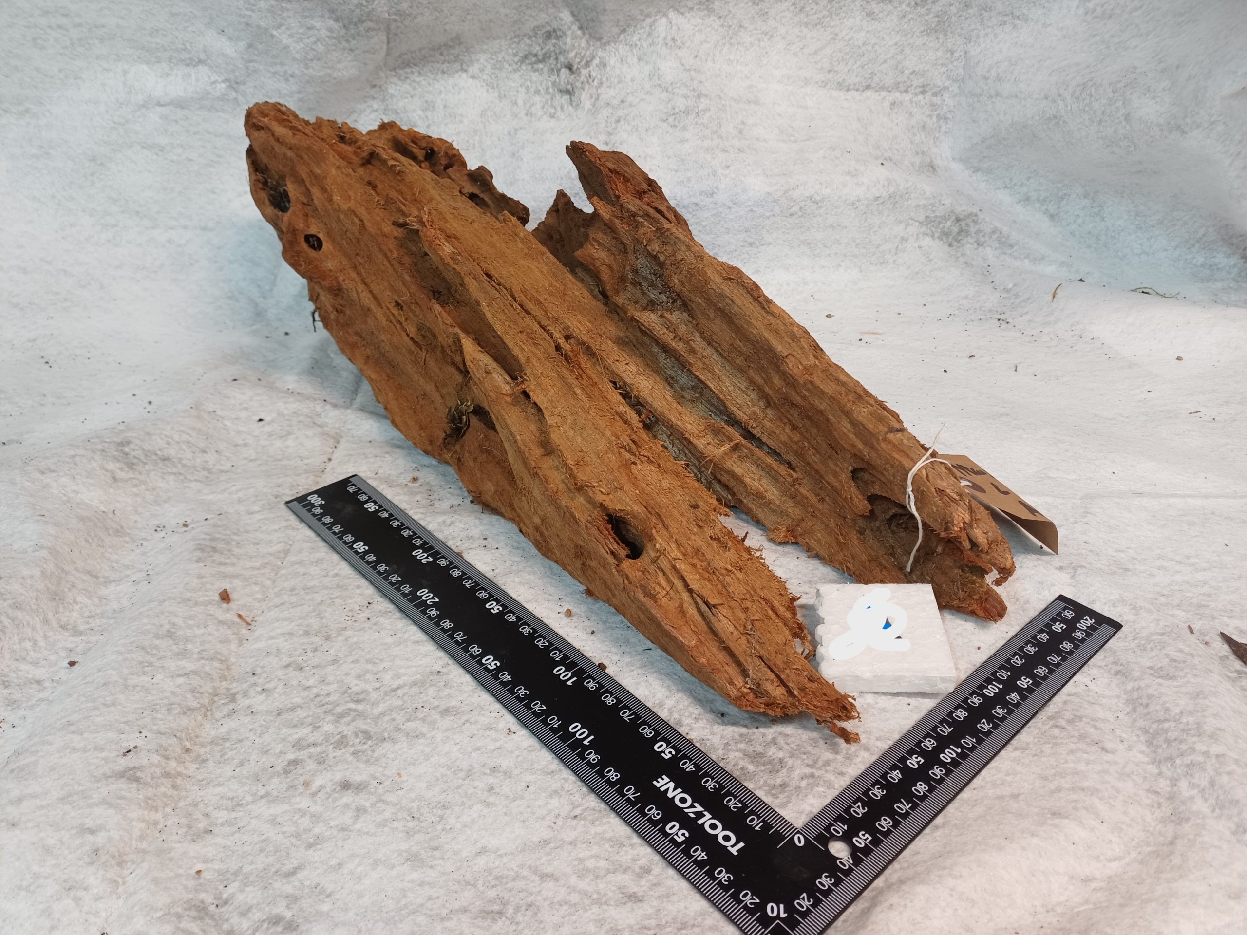 Mangrove-aquarium-terrarium-wood