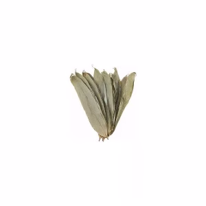 Bamboo Leaves Aquarium Botanical's