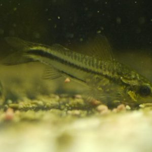 Pygmy Corydorus aquarium fish