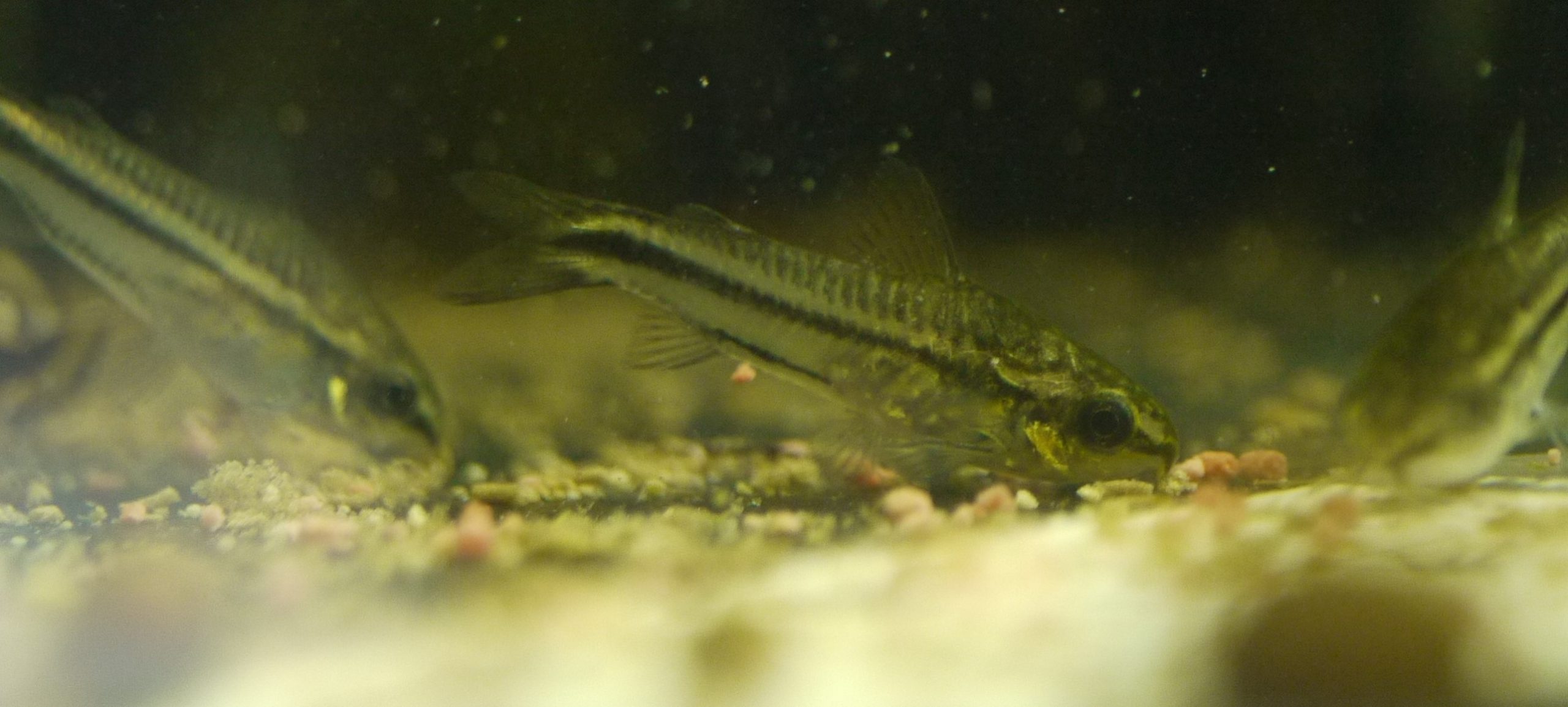 Pygmy Corydorus aquarium fish