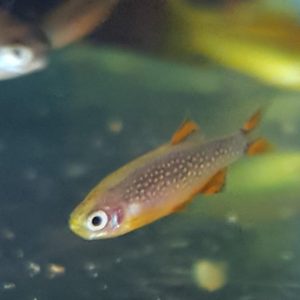 Celestial Pearl Danio aquarium fish
