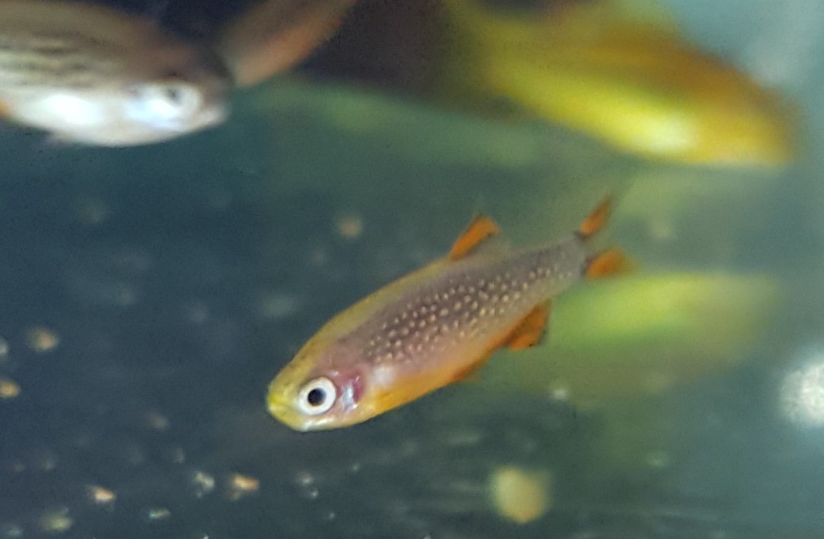 Celestial Pearl Danio aquarium fish