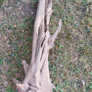 Corbo-Root-aquarium-wood-XL