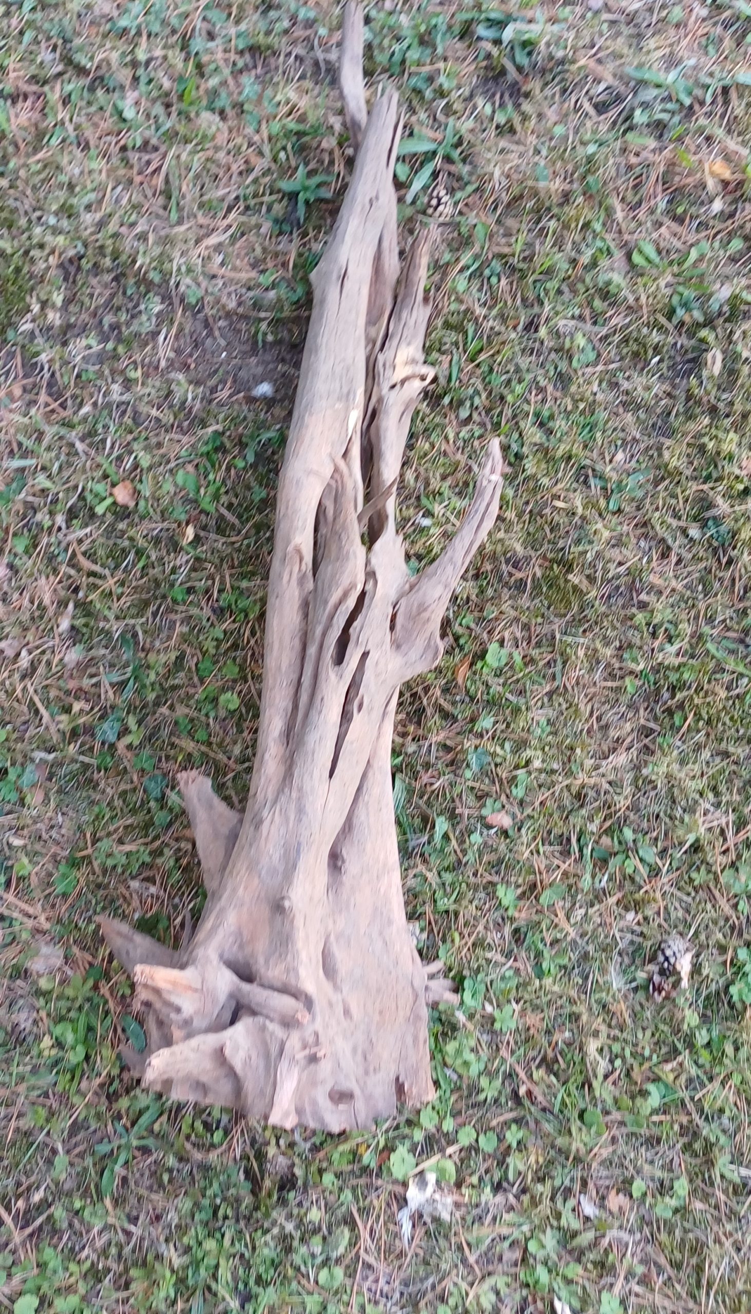 Corbo-Root-aquarium-wood-XL