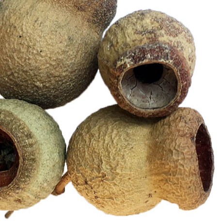 Eucalyptus Bell Pods